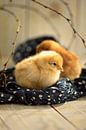 Two Chick by Tanja Riedel thumbnail