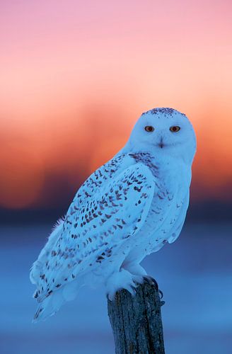 Sneeuwuil (Bubo scandiaca)