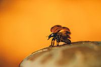 Coccinelle