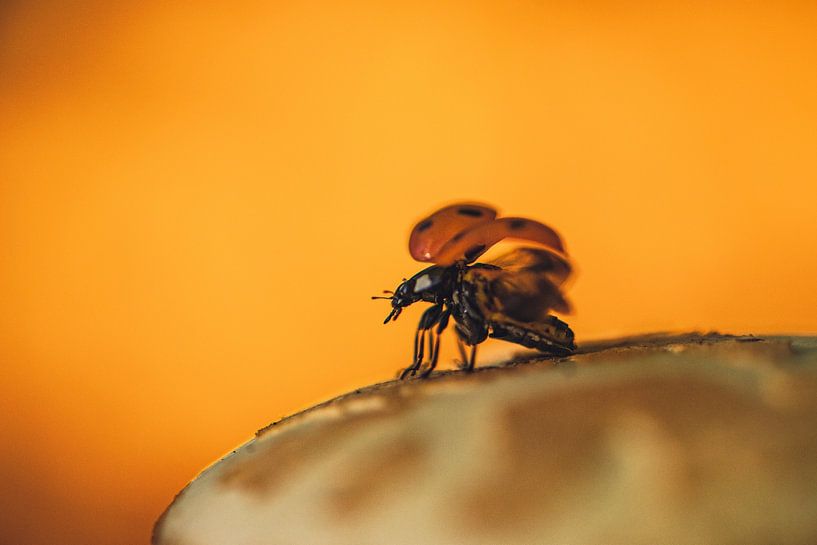 Coccinelle par Astrid de Sonnaville