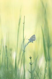 Ikarus-Bläuling im Grünen von Moetwil en van Dijk - Fotografie