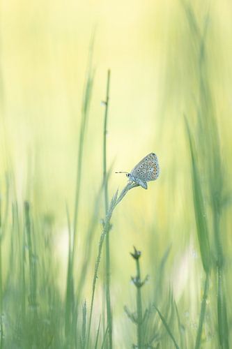 Icarusblauwtje tussen het groen