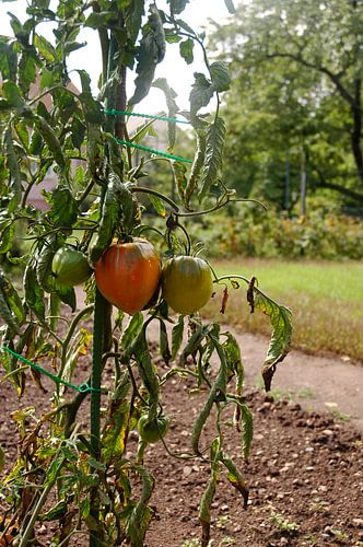 Tomatoes, vegetable garden