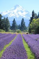 Lavendel aan de voet van Mt Hood - verticaal