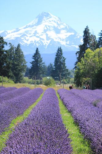 Lavendel am Fuße des Mt. Hood - vertikal