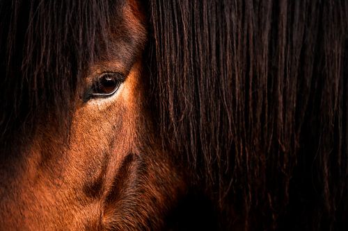 Horse's Eye Behind Mane Deep Gentle Power in Focus by Femke Ketelaar
