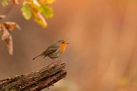 roodborst