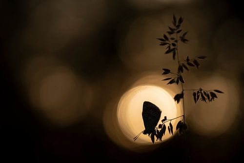 Common Blue at sunrise