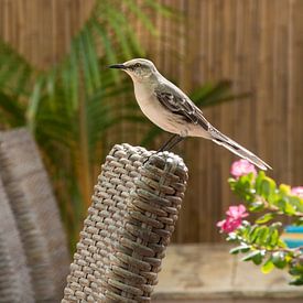 Tropical Mockingbird, on Bonaire by Aukelien Philips