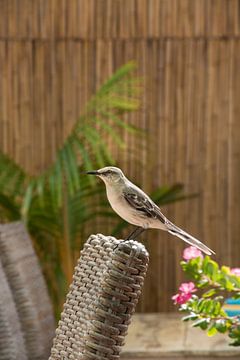 Tropische Spotlijster, op Bonaire