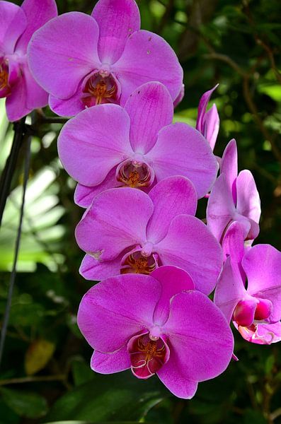 Doritaenopsis-Orchidee von Karel Frielink