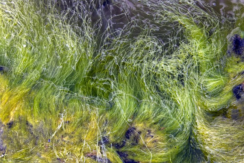 Kelp - green algae in the Baltic Sea by arte factum berlin