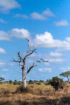 een prachtige eenzame boom van Eric Hokke