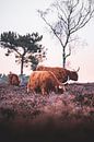 Schotse Hooglanders op de Wezepsche Heide van S van Wezep thumbnail