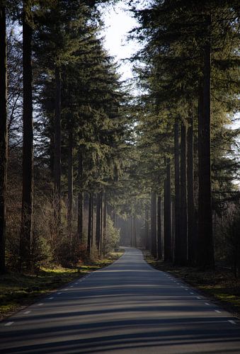 The most beautiful road in the Netherlands