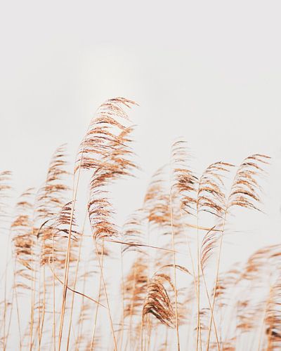Wild Pampa Grass Reeds Art Print