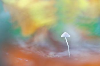 colourful mushroom in autumn spheres