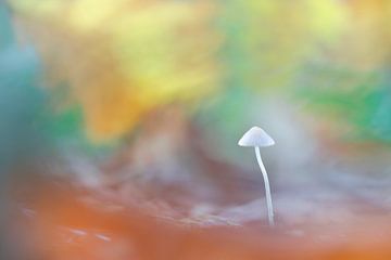 bunter Pilz in Herbstkugeln