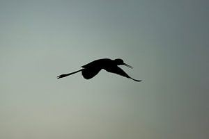 Schattenflug Silhouette eines Stelzenläufers am Himmel