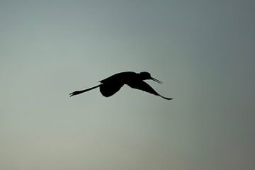 Schaduwvlucht Silhouet van een Steltloper in de Lucht van Femke Ketelaar