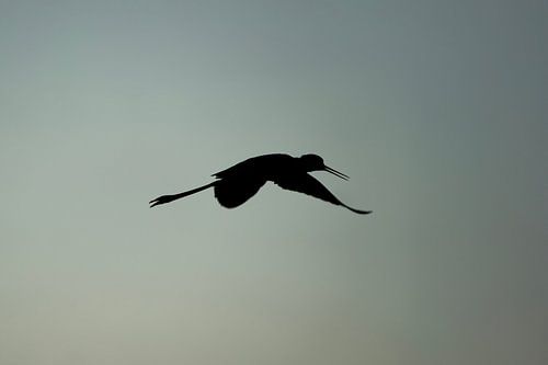 Schaduwvlucht Silhouet van een Steltloper in de Lucht