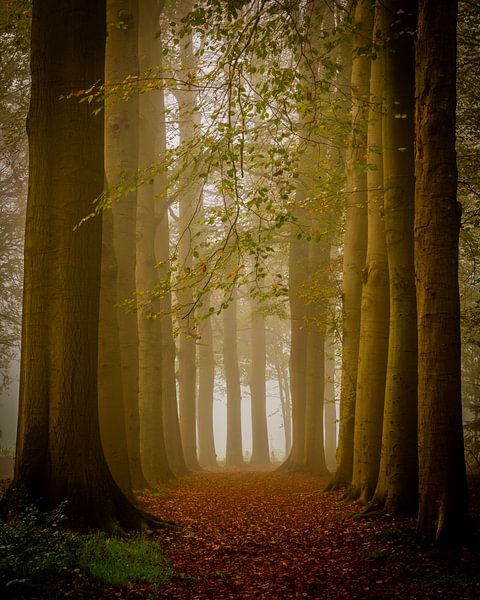 in too the woods van Gerard Glavimans