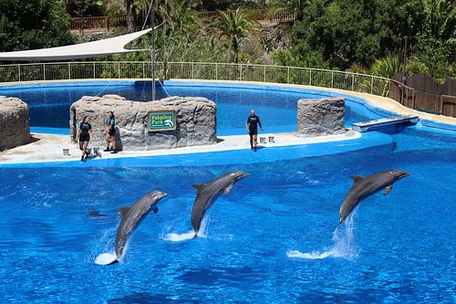 Three dolphins in a park