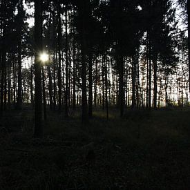 Sunlight in forest van Carlien Hartgerink