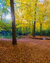 L'automne sur le domaine de Braak par Henk Meijer Photography Aperçu