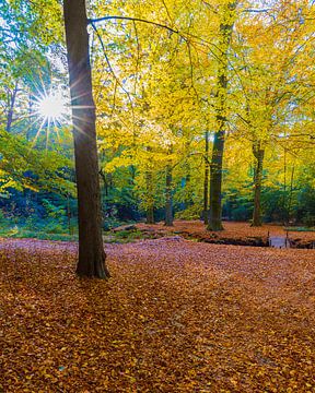 Herfst op Landgoed de Braak van Henk Meijer Photography