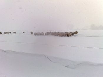 Schapen in de sneeuw