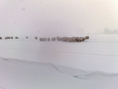 Schapen in de sneeuw