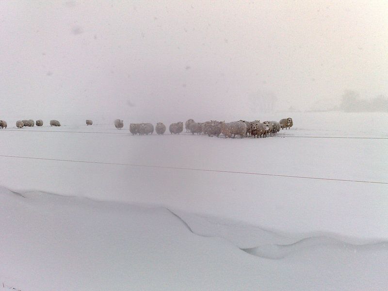 Schapen in de sneeuw by Robert Mijdendorp