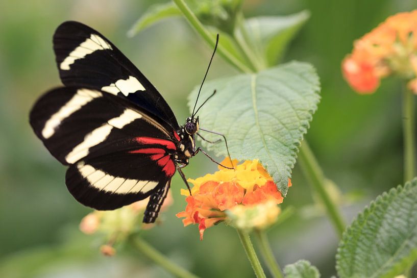 Vlinder (Heliconius melpomene) - De Postman van Tim Abeln