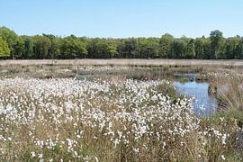 Veenpluis by Ronald Wilfred Jansen
