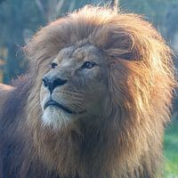 Le Roi Lion