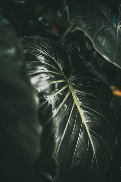 Dunkles Blatt | Botanischer Fotodruck | Tumbleweed &; Glühwürmchen Fotografie von Eva Krebbers | Tumbleweed & Fireflies Photography