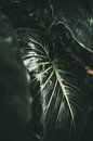 Dunkles Blatt | Botanischer Fotodruck | Tumbleweed &; Glühwürmchen Fotografie von Eva Krebbers | Tumbleweed & Fireflies Photography Miniaturansicht