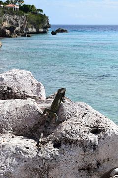 Leguaan in de zon op een rots aan de Caribische zee