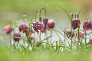 Kievitsbloemen aan de waterkant