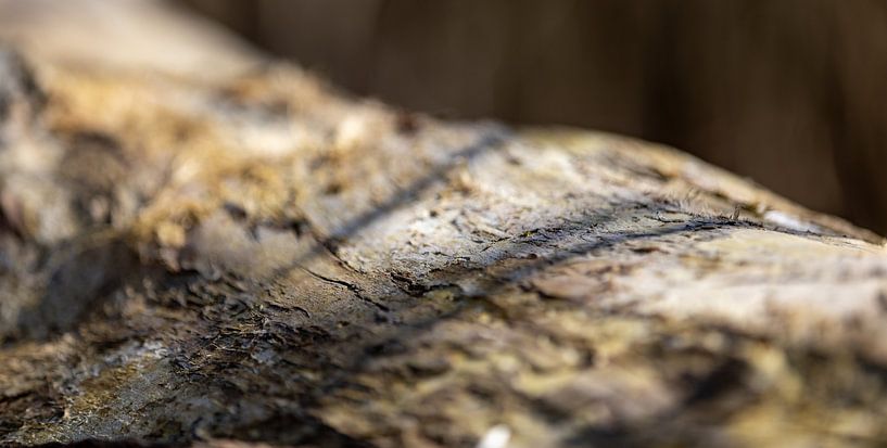 Tree bark in the morning light by Percy's fotografie