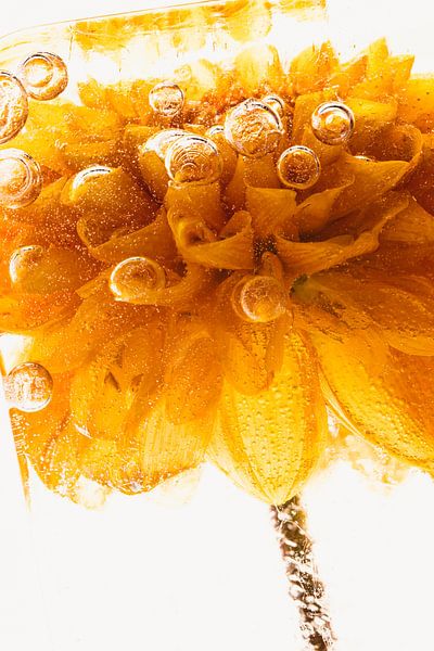 Chrysantheme in Eis 1 von Marc Heiligenstein