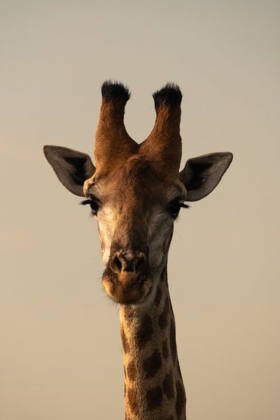 Giraffe portrait by Claire Bateman