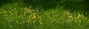Feld mit Butterblumen.