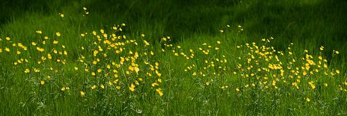 Bloemenveld met boterbloemen.