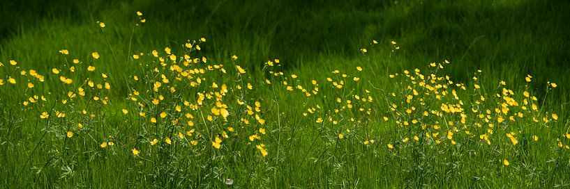 Field of buttercups. by Alie Ekkelenkamp