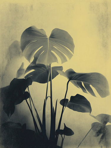 Monstera Plant Nr 11