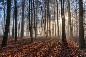 Schattenspiel im Nebelwald
