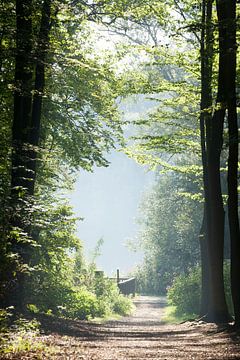 Wander- und Spazierweg in der Bremer Schweiz mit Morgennebel, Bremen-Sch�nebeck, Bremen, Deutschland von Torsten Krüger