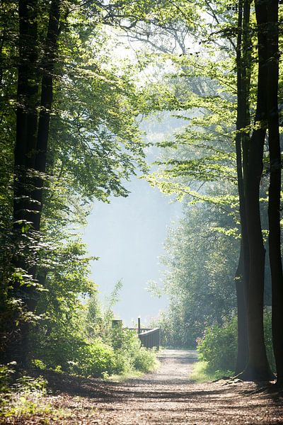 Hiking and walking trail in Bremen Switzerland with morning fog, Bremen-Sch�nebeck, Bremen, Germany, by Torsten Krüger
